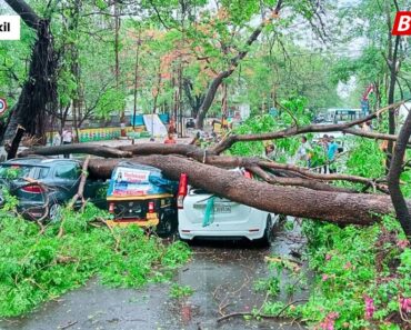 Close Call on Nashik-Trimbak Road: Tree Collapses on Moving Vehicles Near Sharanpur Signal